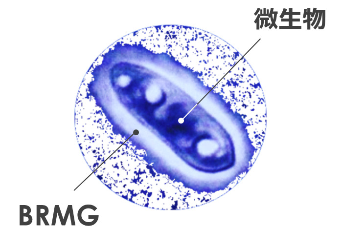 黒酵母（アウレオバシジウム　プルランス）により産生されるBRMG（ソフィβ-グルカン）