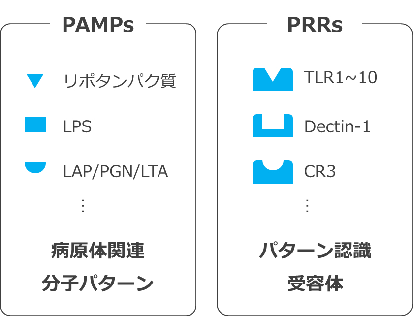 PAMPs_and_PRRs