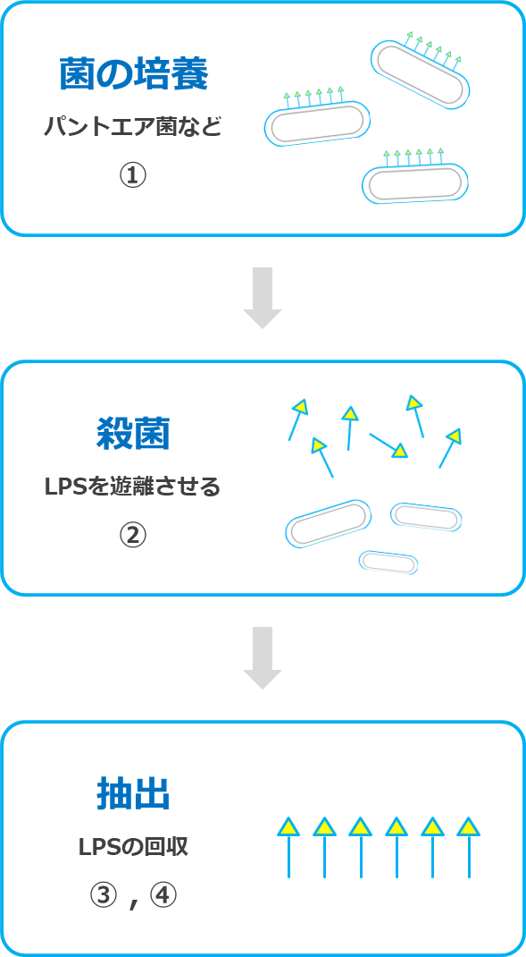 LPS（リポ多糖）の製造工程