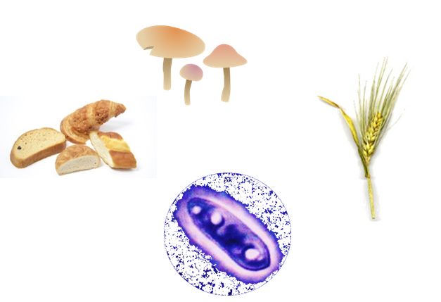 大麦抽出物、パン酵母抽出物、キノコ類抽出物、黒酵母培養液