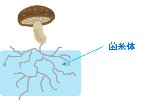 シイタケ菌糸体