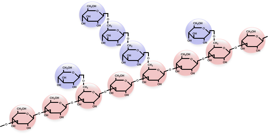 β-1,3-1,6-グルカンの分子構造