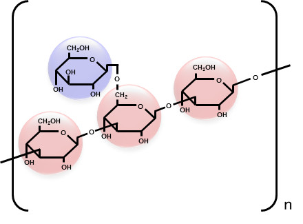 シゾフィランの分子構造