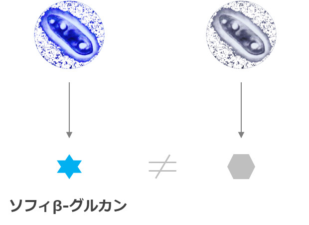 黒酵母（アウレオバシジウム　プルランス）の菌株により産生されるβ-1,3-1,6-グルカンは異なる。