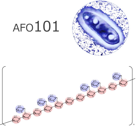 AFO-101菌株（第一世代）
