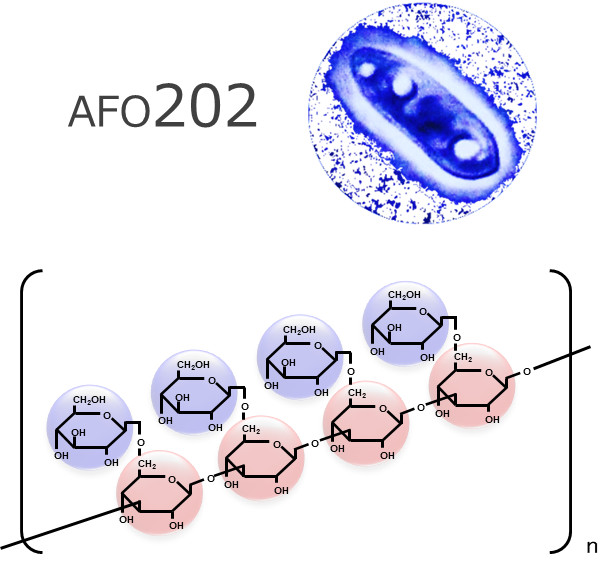 AFO-202菌株（第二世代）