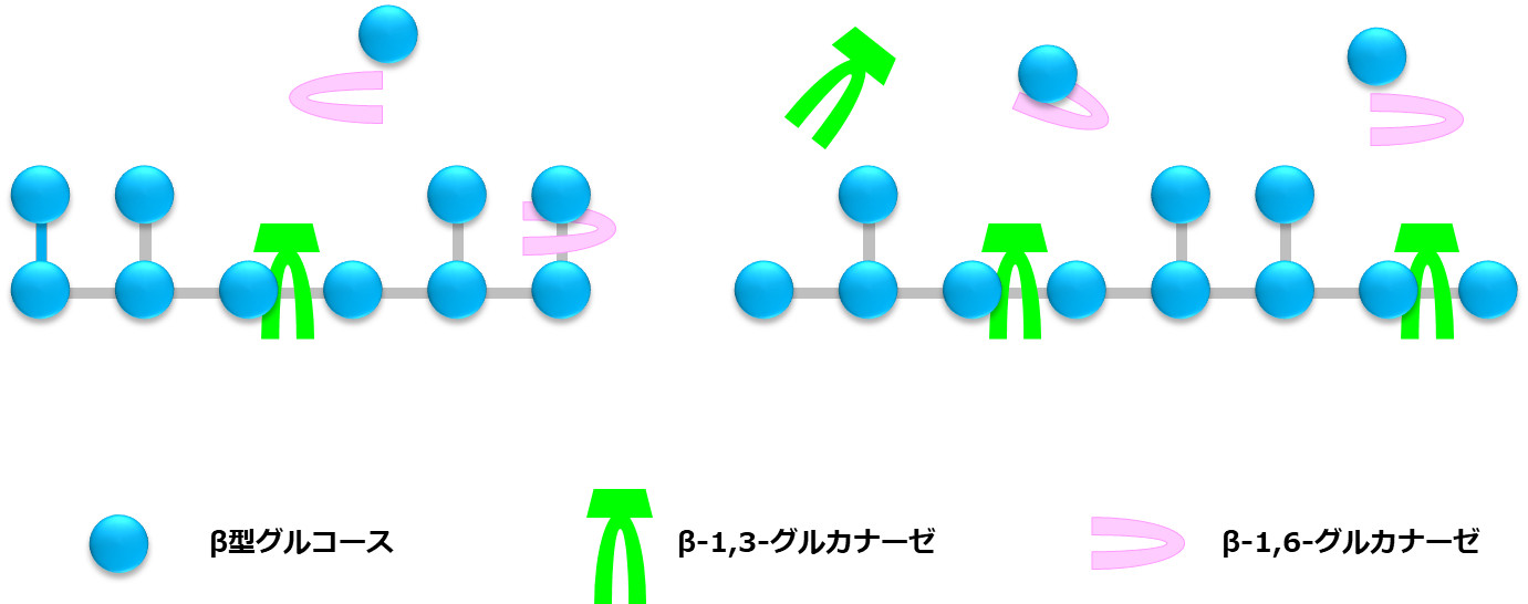 β-1,3-1,6-グルカンの酵素分解（β-1,3-グルカナーゼとβ-1,6-グルカナーゼ）