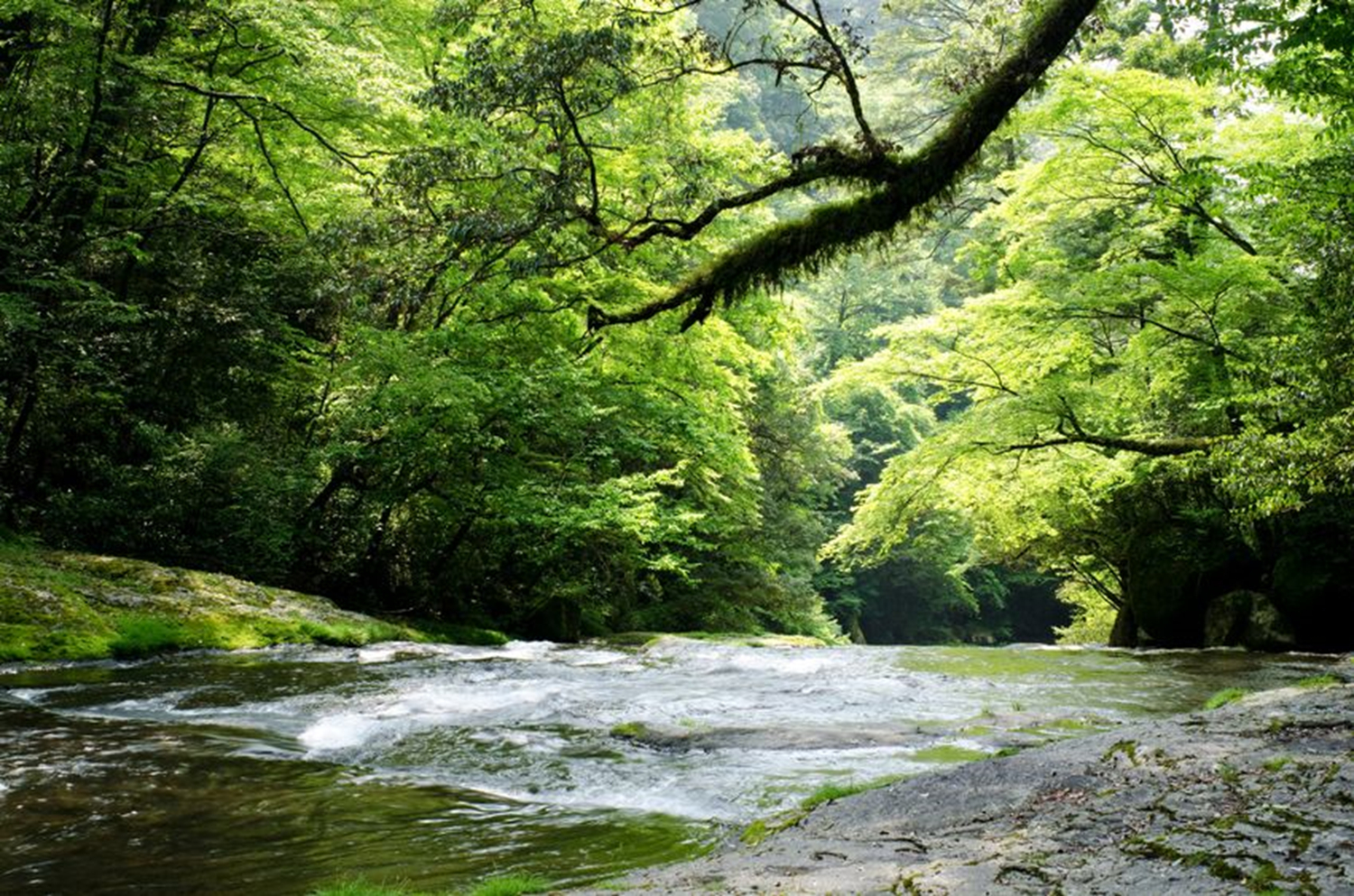 自然の中の川