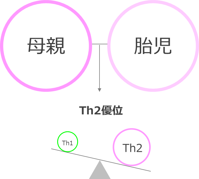 母親と胎児のTh1/Th2バランス