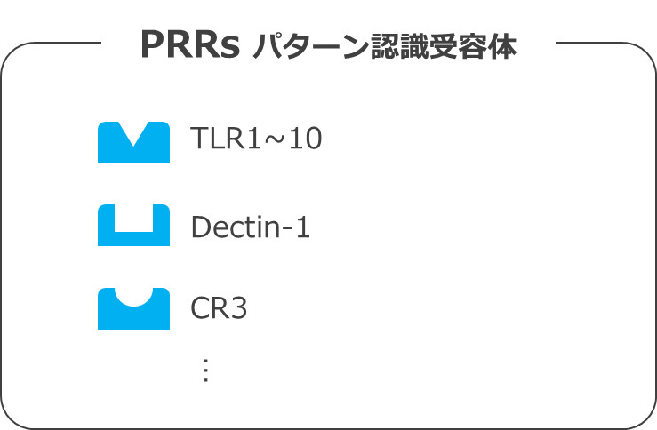 PRRs（パターン認識受容体）