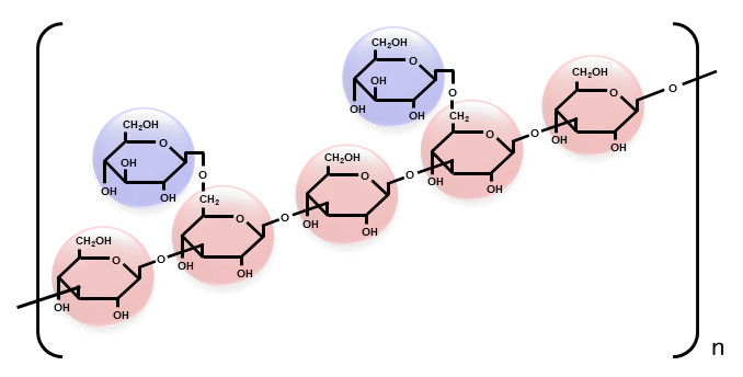 レンチナンの分子構造