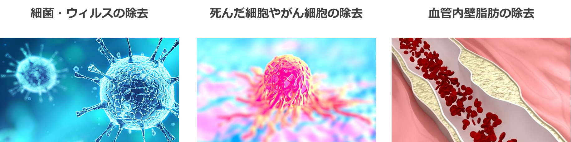 病原体の除去・ガン細胞の除去・血管の掃除