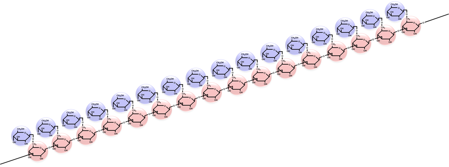 ソフィβ-グルカンの分子構造