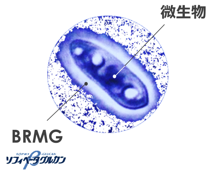 BRMGを産生するアウレオバシジウム