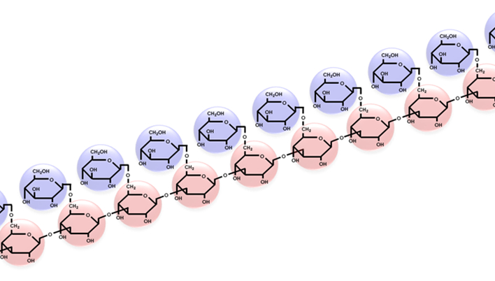 ソフィβ-グルカンの分子構造